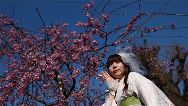 Japonya’daki sakura ağaçları Tokyo sokaklarını renklendirmeye başladı