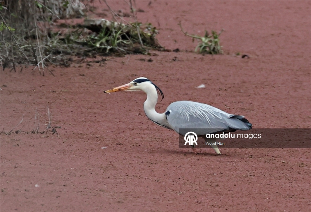 Kızılırmak Deltası Kuş Cenneti baharın gelişiyle hareketlenmeye başladı
