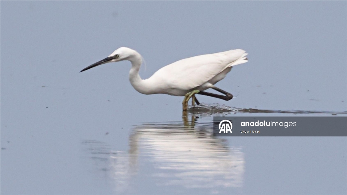 Kızılırmak Deltası Kuş Cenneti baharın gelişiyle hareketlenmeye başladı