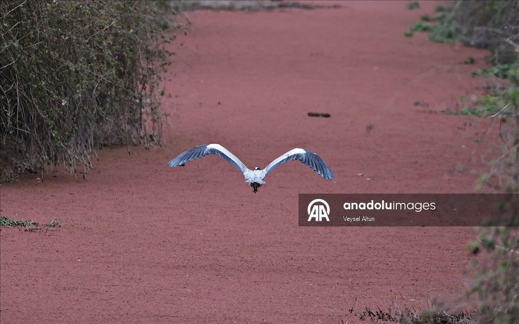 Kızılırmak Deltası Kuş Cenneti baharın gelişiyle hareketlenmeye başladı