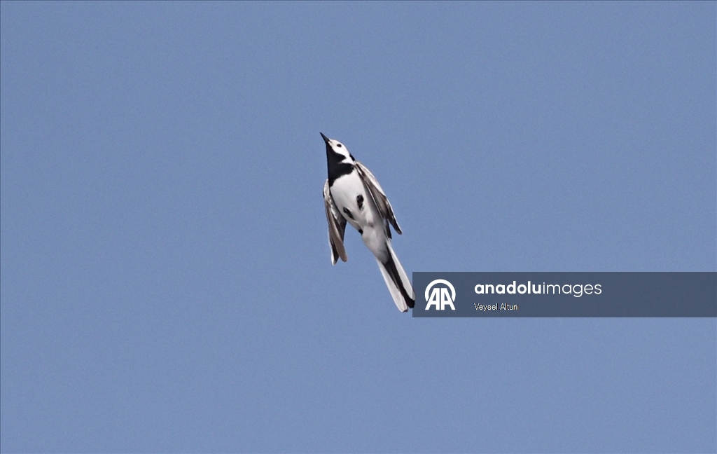 Kızılırmak Deltası Kuş Cenneti baharın gelişiyle hareketlenmeye başladı