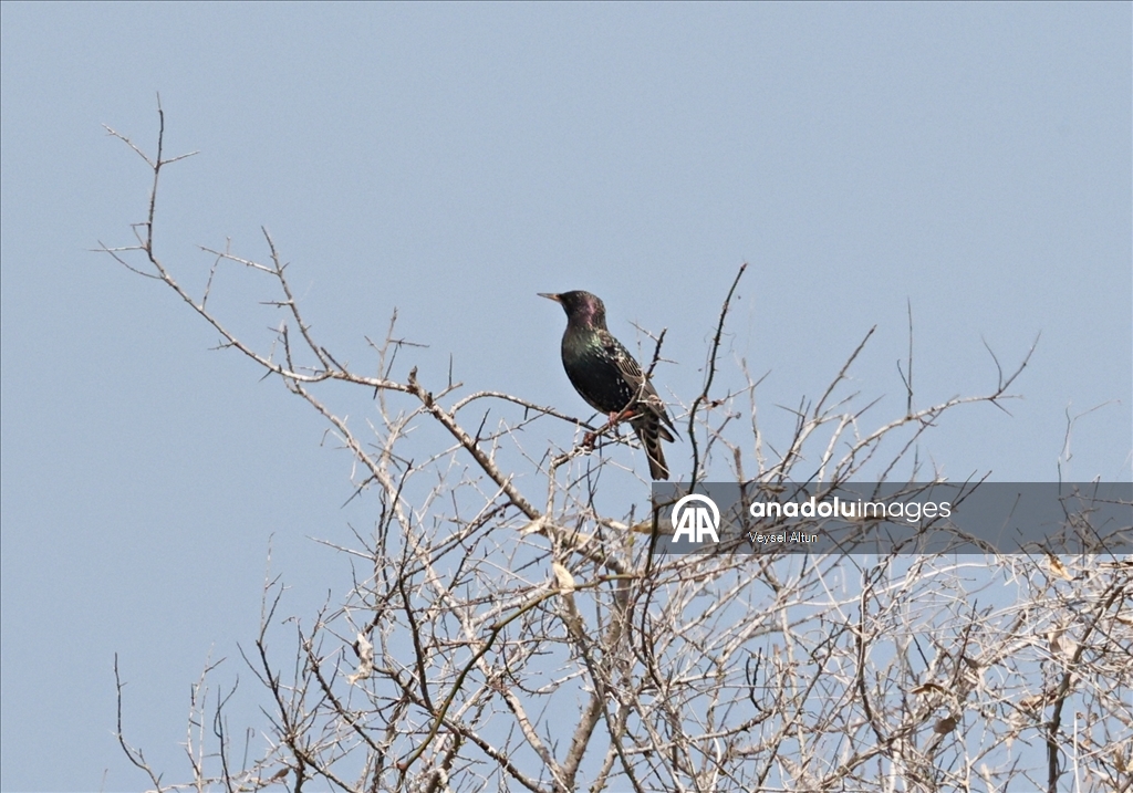 Kızılırmak Deltası Kuş Cenneti baharın gelişiyle hareketlenmeye başladı