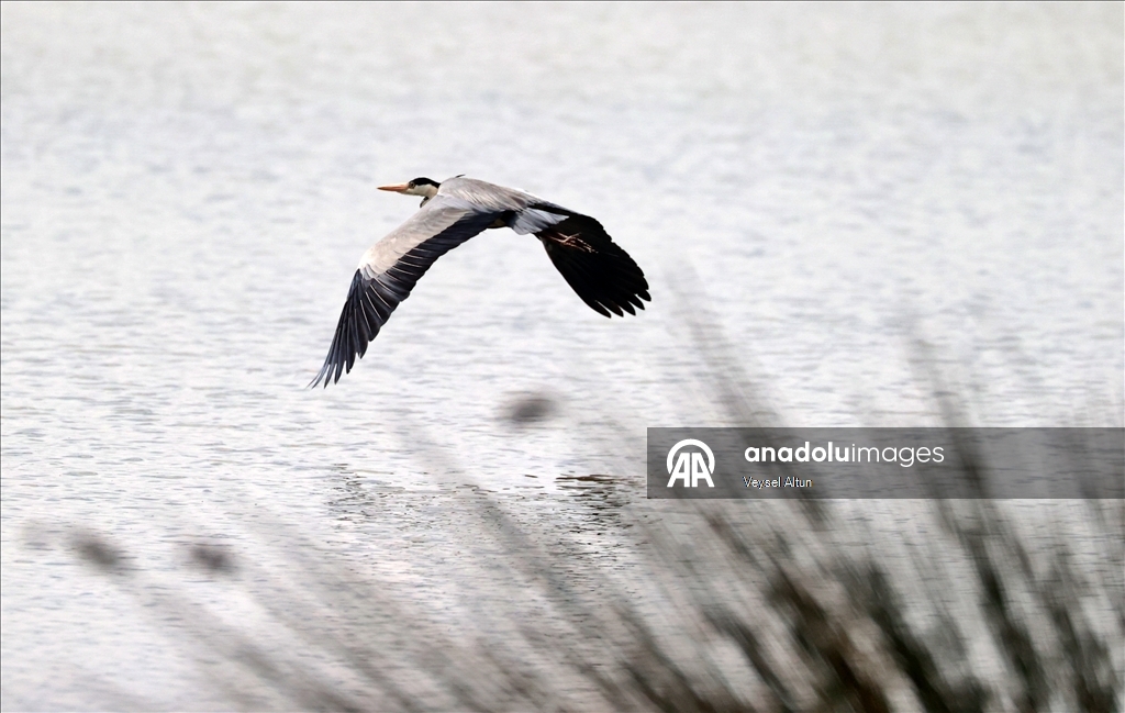 Kızılırmak Deltası Kuş Cenneti baharın gelişiyle hareketlenmeye başladı