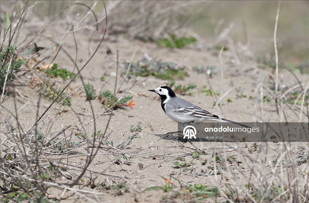 Kızılırmak Deltası Kuş Cenneti baharın gelişiyle hareketlenmeye başladı