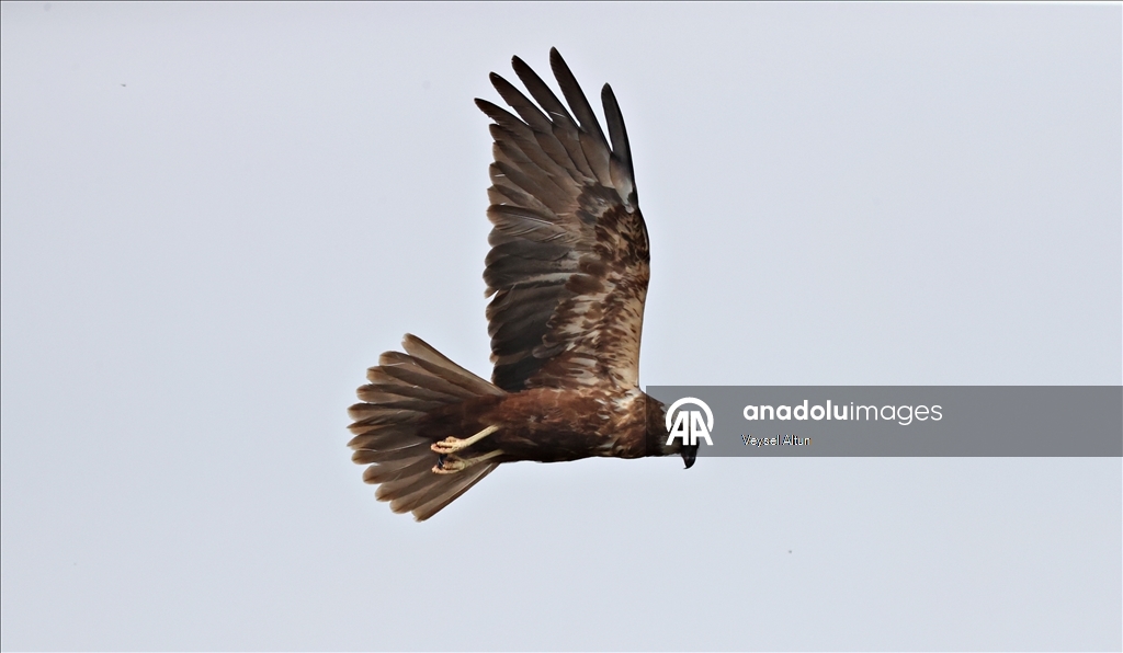Kızılırmak Deltası Kuş Cenneti baharın gelişiyle hareketlenmeye başladı