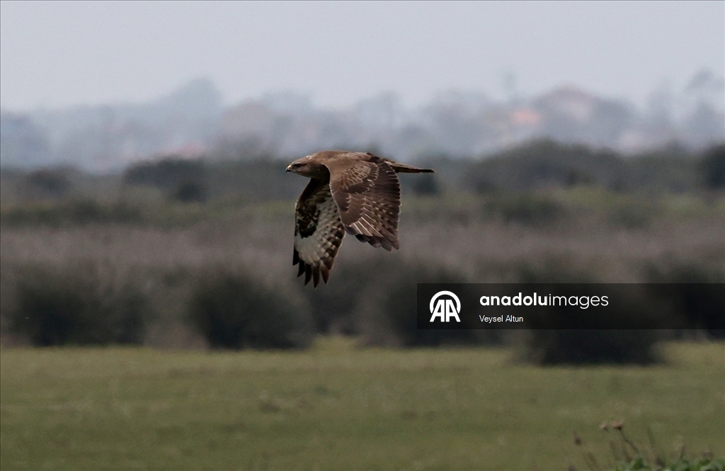 Kızılırmak Deltası Kuş Cenneti baharın gelişiyle hareketlenmeye başladı