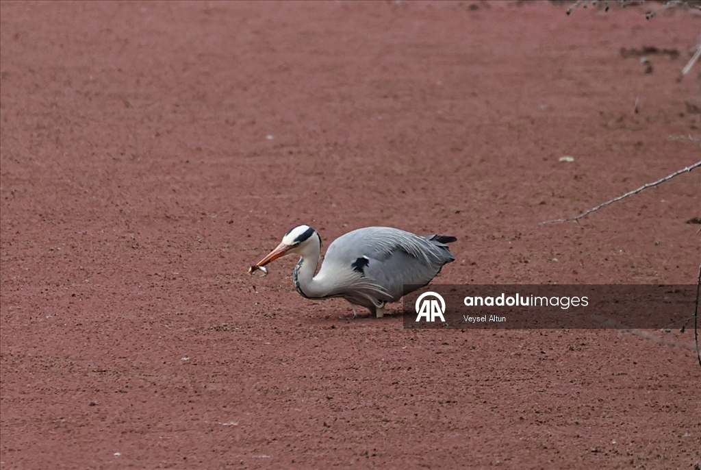 Kızılırmak Deltası Kuş Cenneti baharın gelişiyle hareketlenmeye başladı