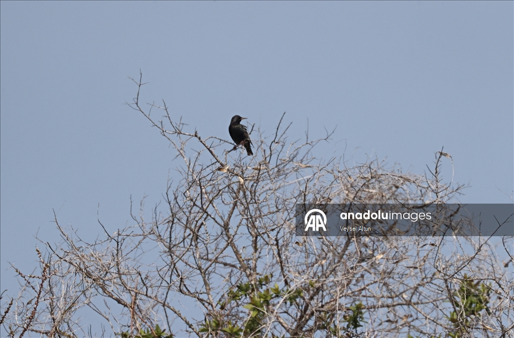 Kızılırmak Deltası Kuş Cenneti baharın gelişiyle hareketlenmeye başladı
