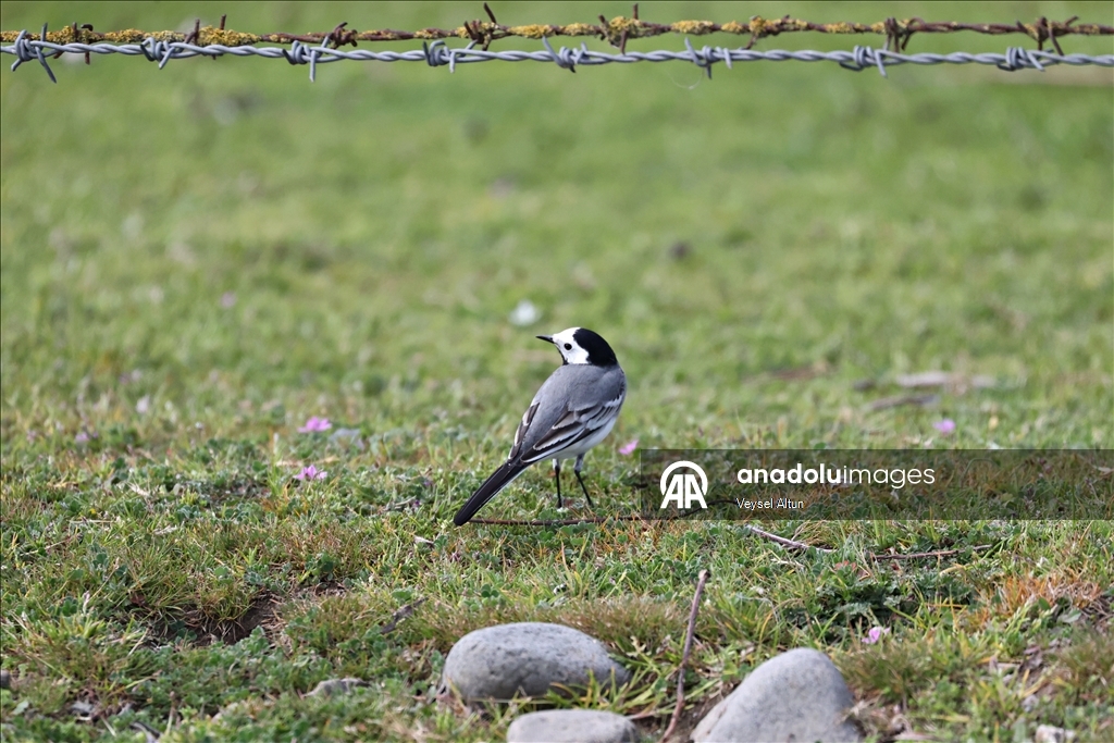 Kızılırmak Deltası Kuş Cenneti baharın gelişiyle hareketlenmeye başladı