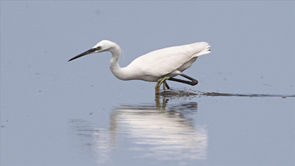 Kızılırmak Deltası Kuş Cenneti baharın gelişiyle hareketlenmeye başladı