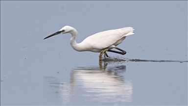 Kızılırmak Deltası Kuş Cenneti baharın gelişiyle hareketlenmeye başladı