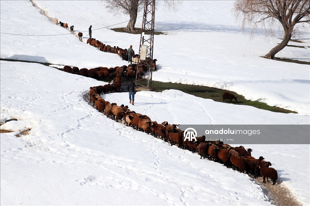 Ağrı'da küçükbaş hayvanların karlı dağlarda "tek sıra" beslenme yolculuğu