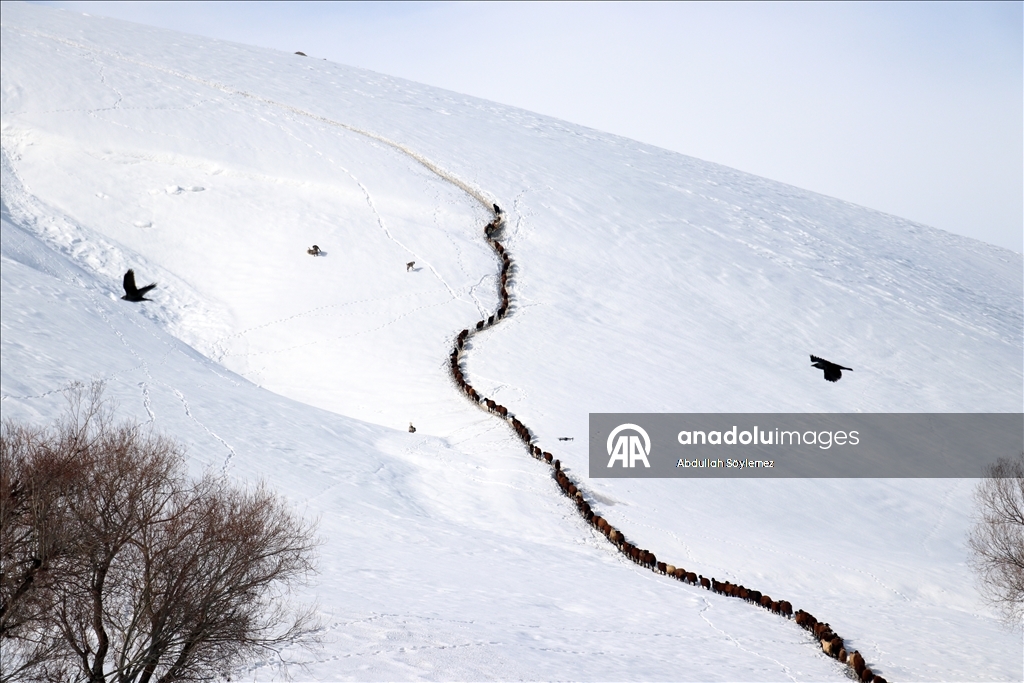Ağrı'da küçükbaş hayvanların karlı dağlarda "tek sıra" beslenme yolculuğu