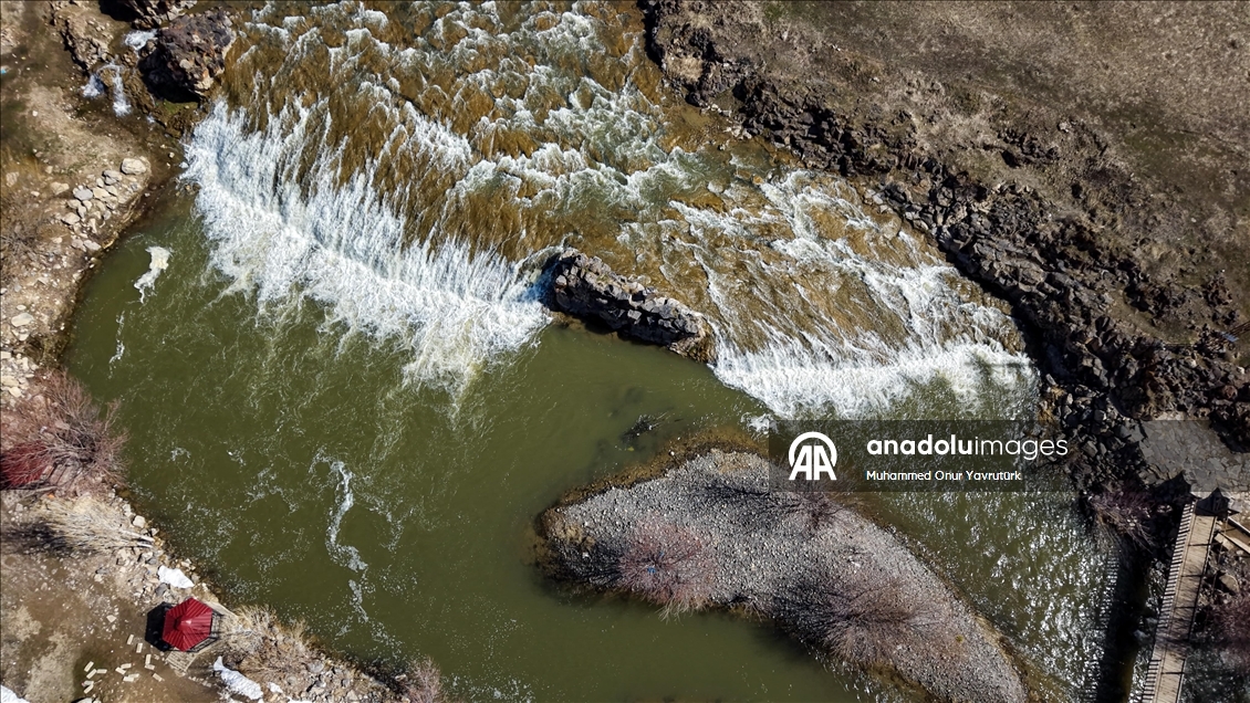 Artan yağışlar "Van Gölü'nün incileri"nin üreme dönemini sorunsuz geçirmesini sağlayacak