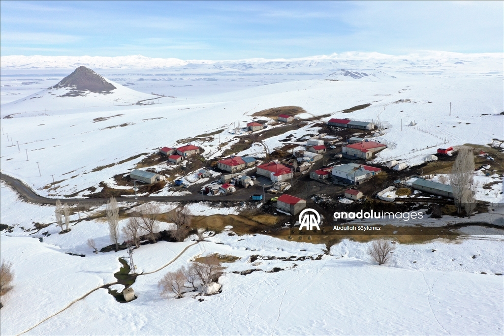 Ağrı'da küçükbaş hayvanların karlı dağlarda "tek sıra" beslenme yolculuğu