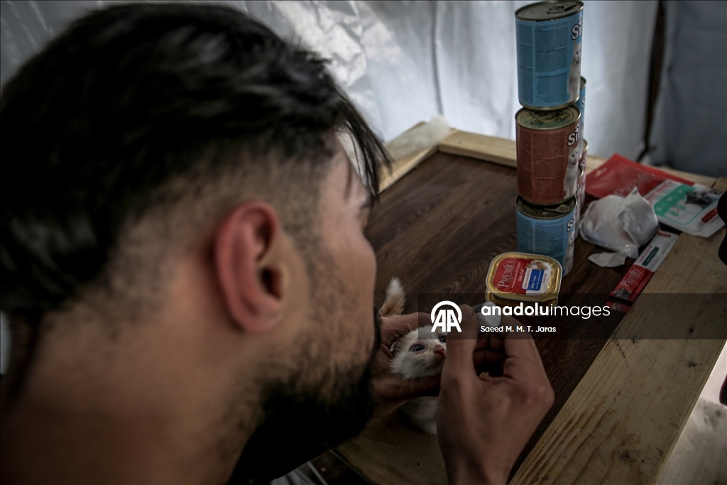 Gazze'nin kuzeyinde sahipsiz kediler için barınak kuruldu