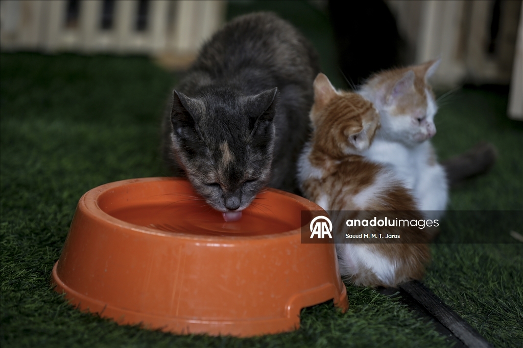 Gazze'nin kuzeyinde sahipsiz kediler için barınak kuruldu