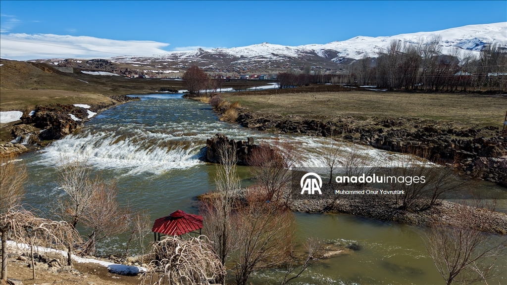 Artan yağışlar "Van Gölü'nün incileri"nin üreme dönemini sorunsuz geçirmesini sağlayacak