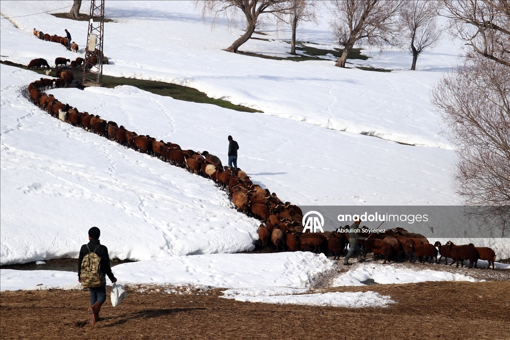 Ağrı'da küçükbaş hayvanların karlı dağlarda "tek sıra" beslenme yolculuğu