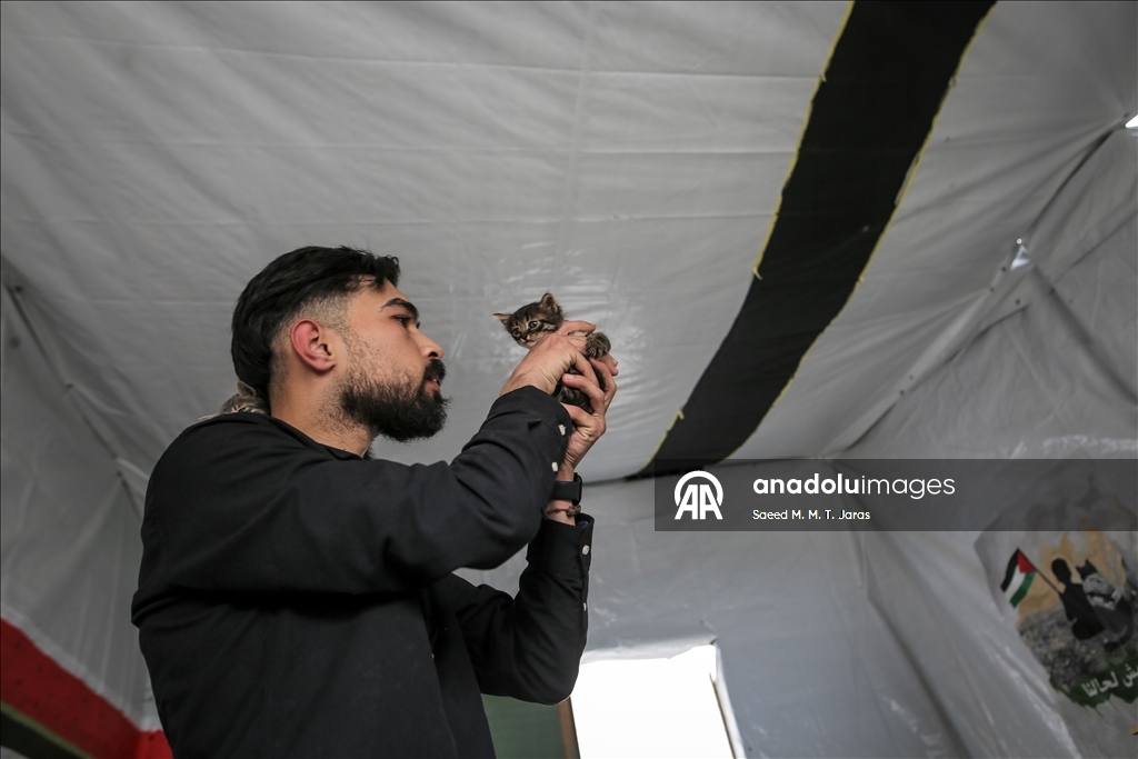 Gazze'nin kuzeyinde sahipsiz kediler için barınak kuruldu