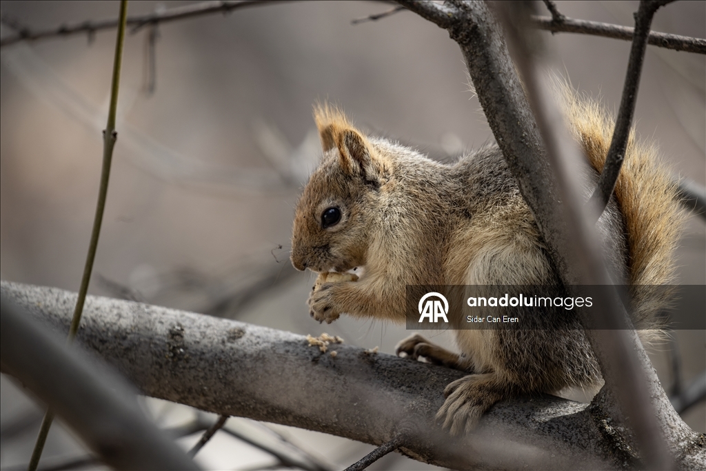 Долина Мунзур, покрытая горами и лесами, служит приютом для множества диких животных