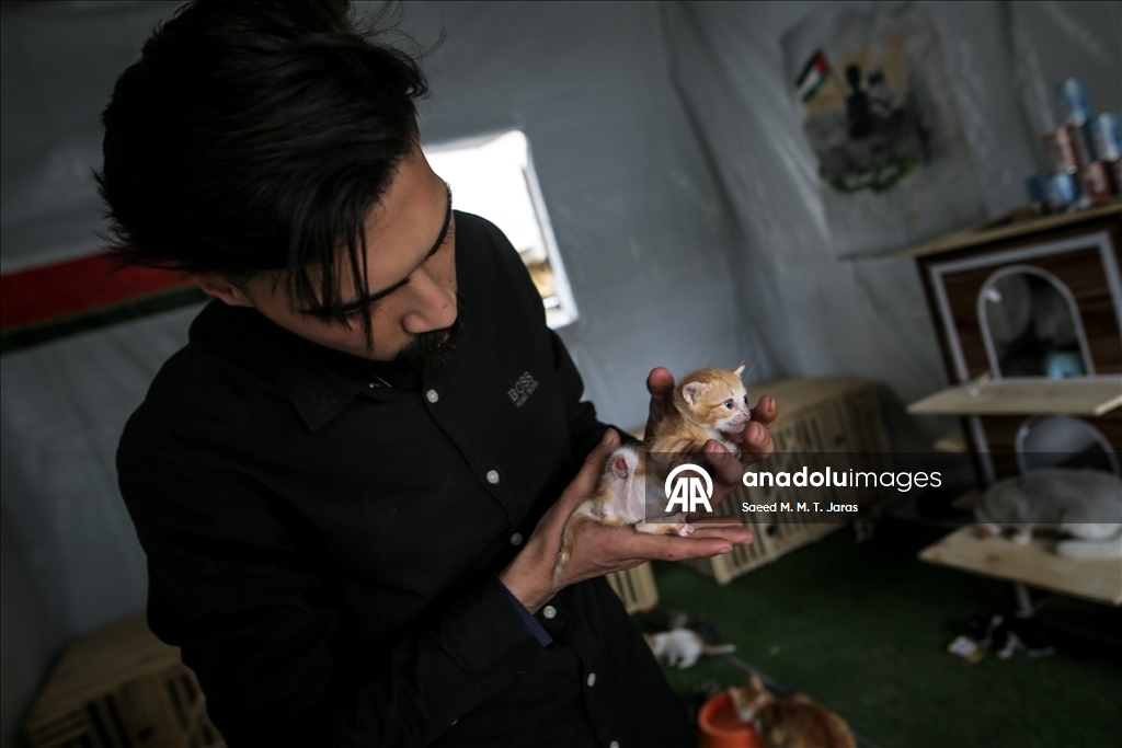 Gazze'nin kuzeyinde sahipsiz kediler için barınak kuruldu