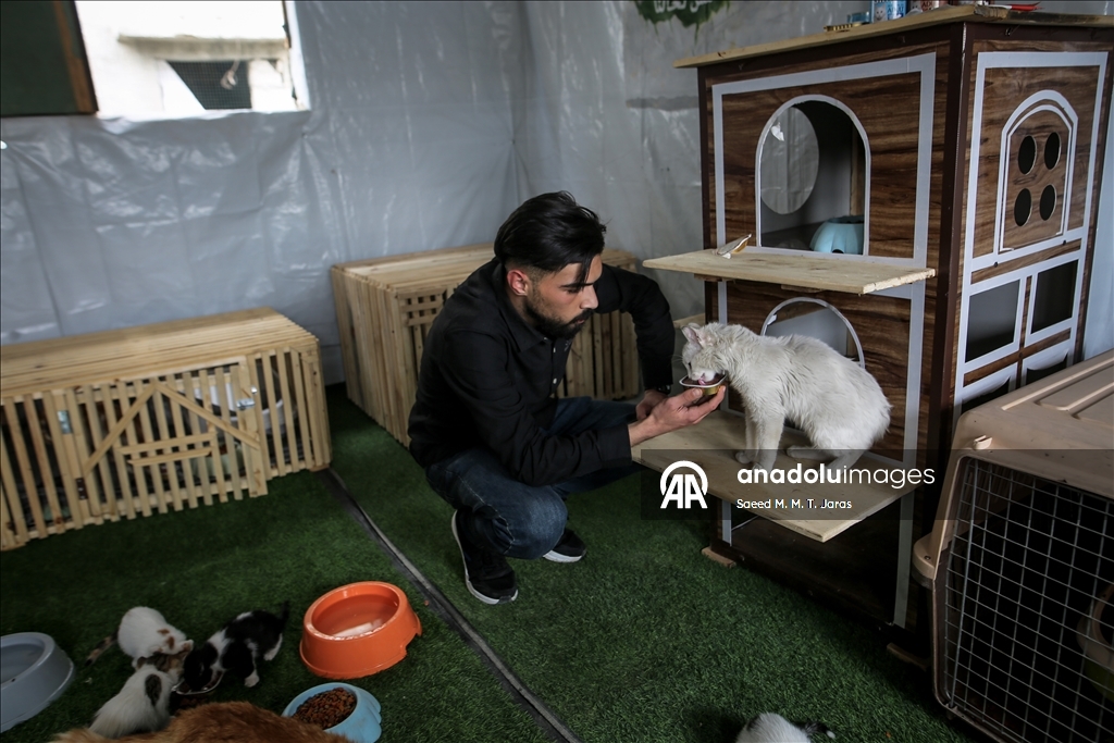 Gazze'nin kuzeyinde sahipsiz kediler için barınak kuruldu