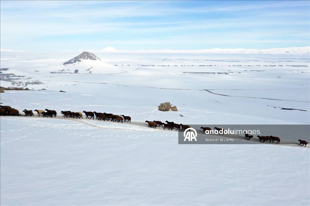Ağrı'da küçükbaş hayvanların karlı dağlarda "tek sıra" beslenme yolculuğu