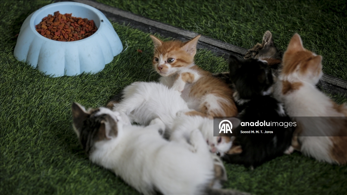 Gazze'nin kuzeyinde sahipsiz kediler için barınak kuruldu