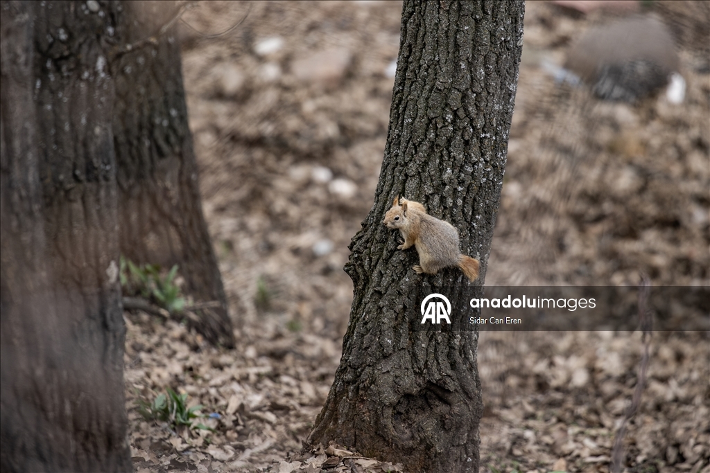 Долина Мунзур, покрытая горами и лесами, служит приютом для множества диких животных
