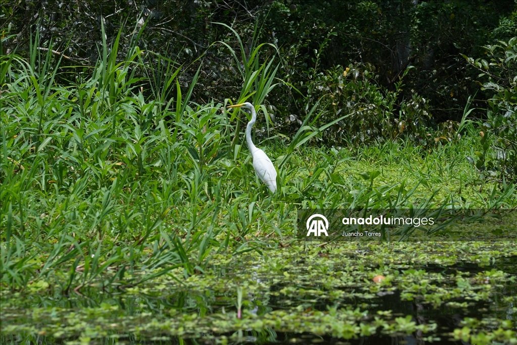 Kolombiya’nın Amazon yağmur ormanlarında günlük yaşam