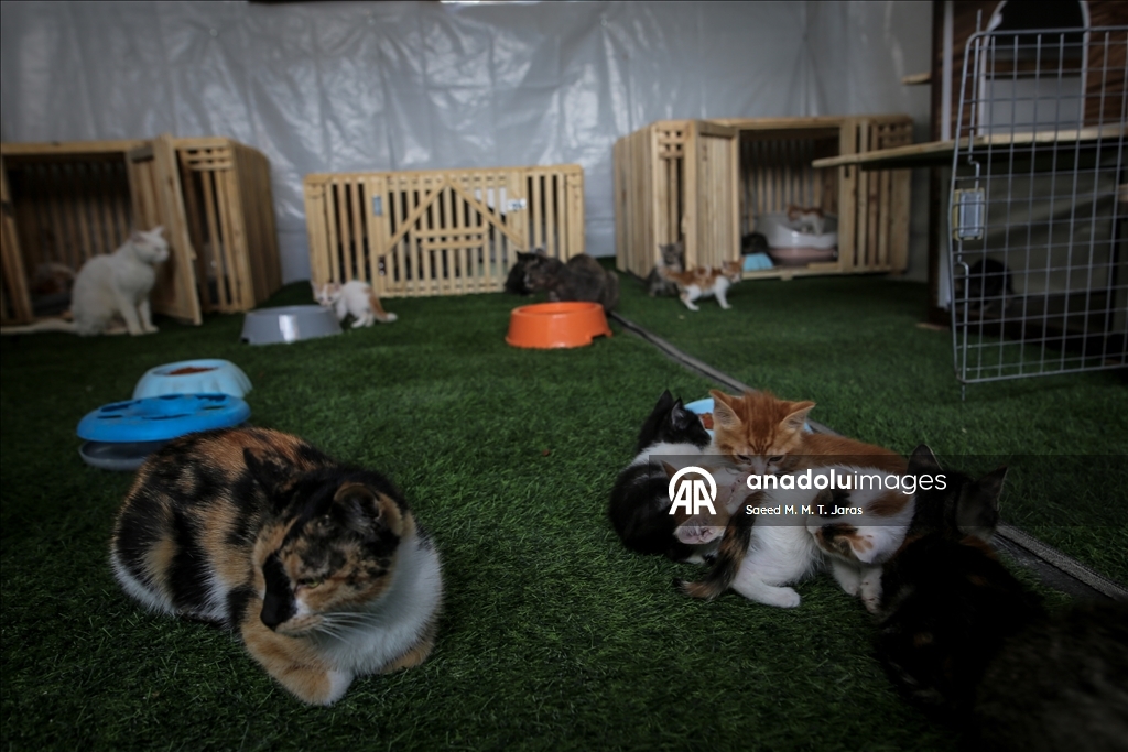 Gazze'nin kuzeyinde sahipsiz kediler için barınak kuruldu