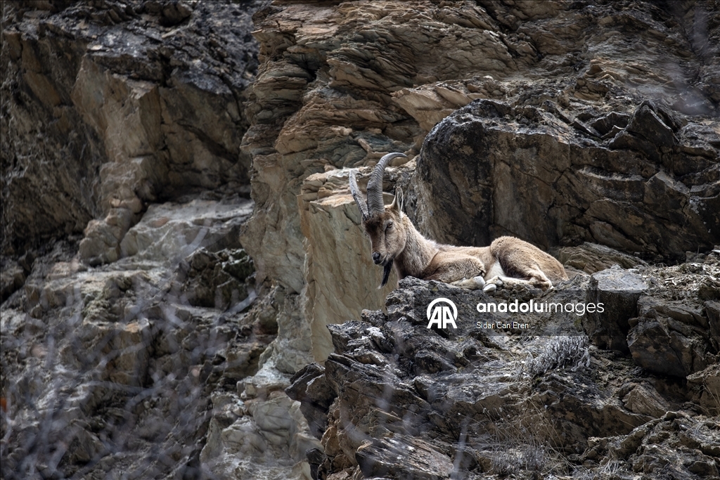 Долина Мунзур, покрытая горами и лесами, служит приютом для множества диких животных