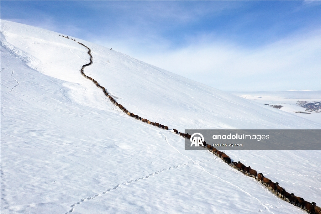 Ağrı'da küçükbaş hayvanların karlı dağlarda "tek sıra" beslenme yolculuğu