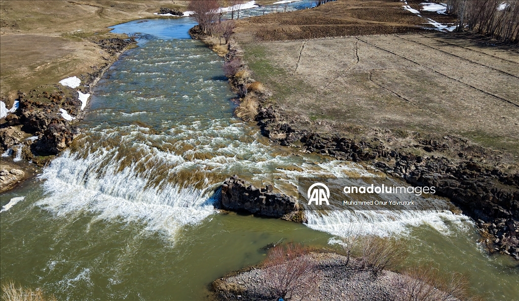Artan yağışlar "Van Gölü'nün incileri"nin üreme dönemini sorunsuz geçirmesini sağlayacak