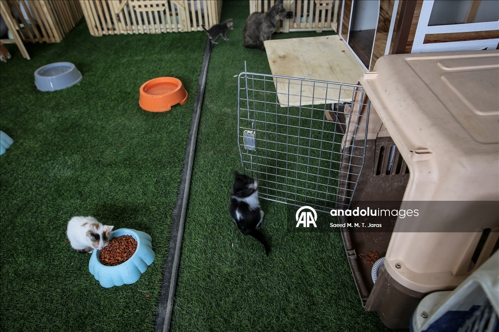 Gazze'nin kuzeyinde sahipsiz kediler için barınak kuruldu