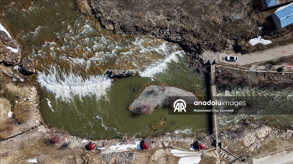 Artan yağışlar "Van Gölü'nün incileri"nin üreme dönemini sorunsuz geçirmesini sağlayacak