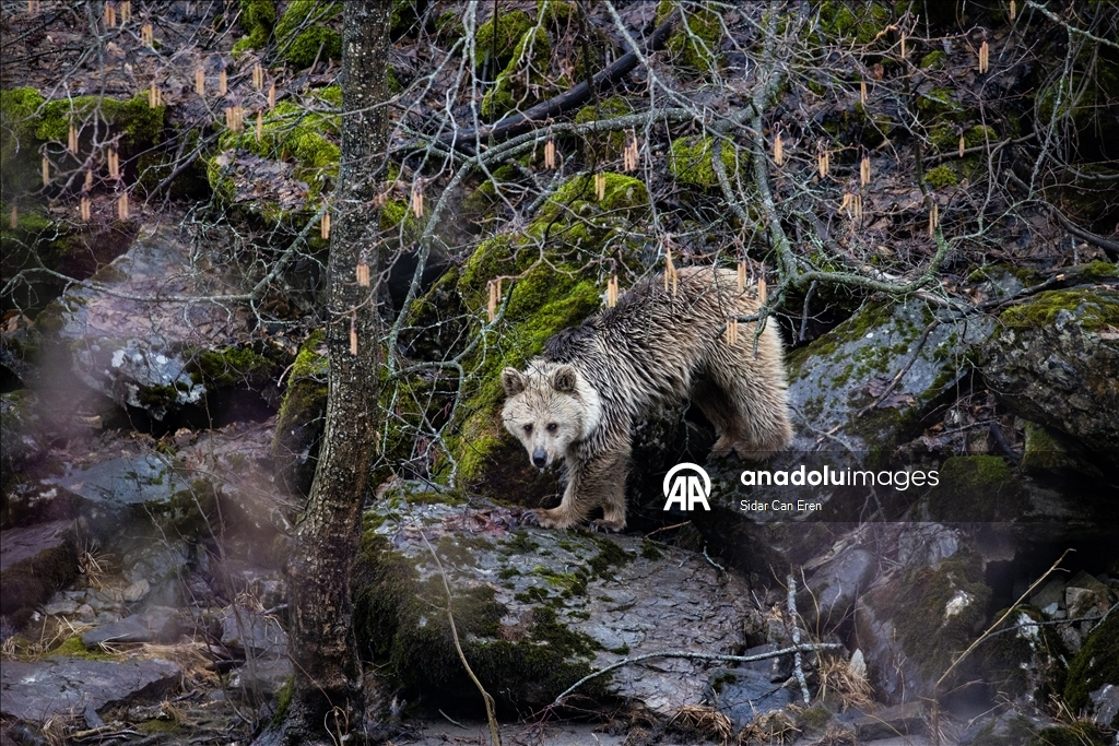 Долина Мунзур, покрытая горами и лесами, служит приютом для множества диких животных