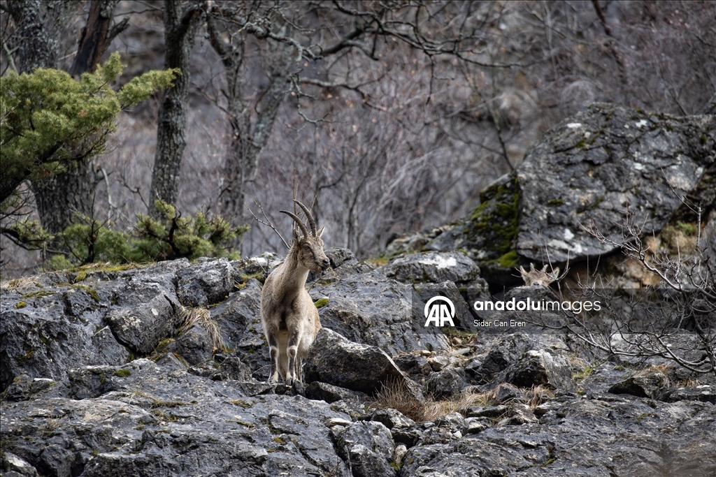 Долина Мунзур, покрытая горами и лесами, служит приютом для множества диких животных
