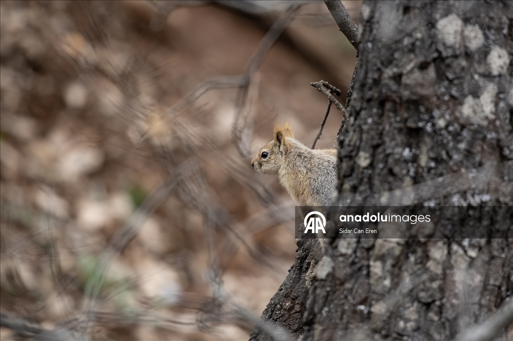 Долина Мунзур, покрытая горами и лесами, служит приютом для множества диких животных