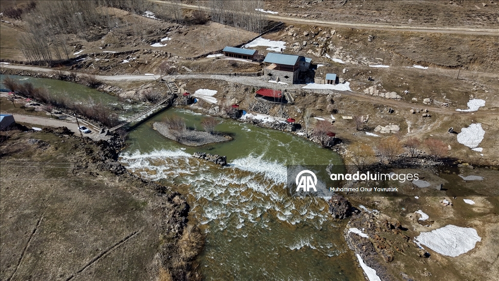 Artan yağışlar "Van Gölü'nün incileri"nin üreme dönemini sorunsuz geçirmesini sağlayacak