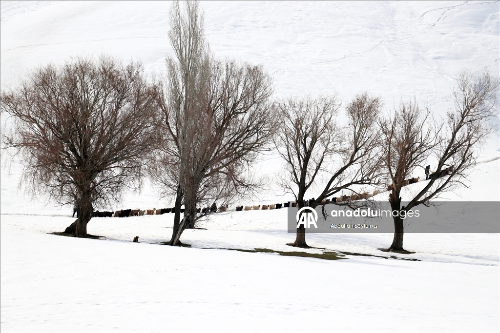 Ağrı'da küçükbaş hayvanların karlı dağlarda "tek sıra" beslenme yolculuğu