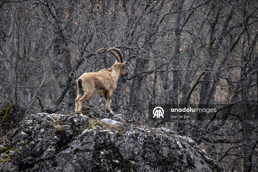 Долина Мунзур, покрытая горами и лесами, служит приютом для множества диких животных