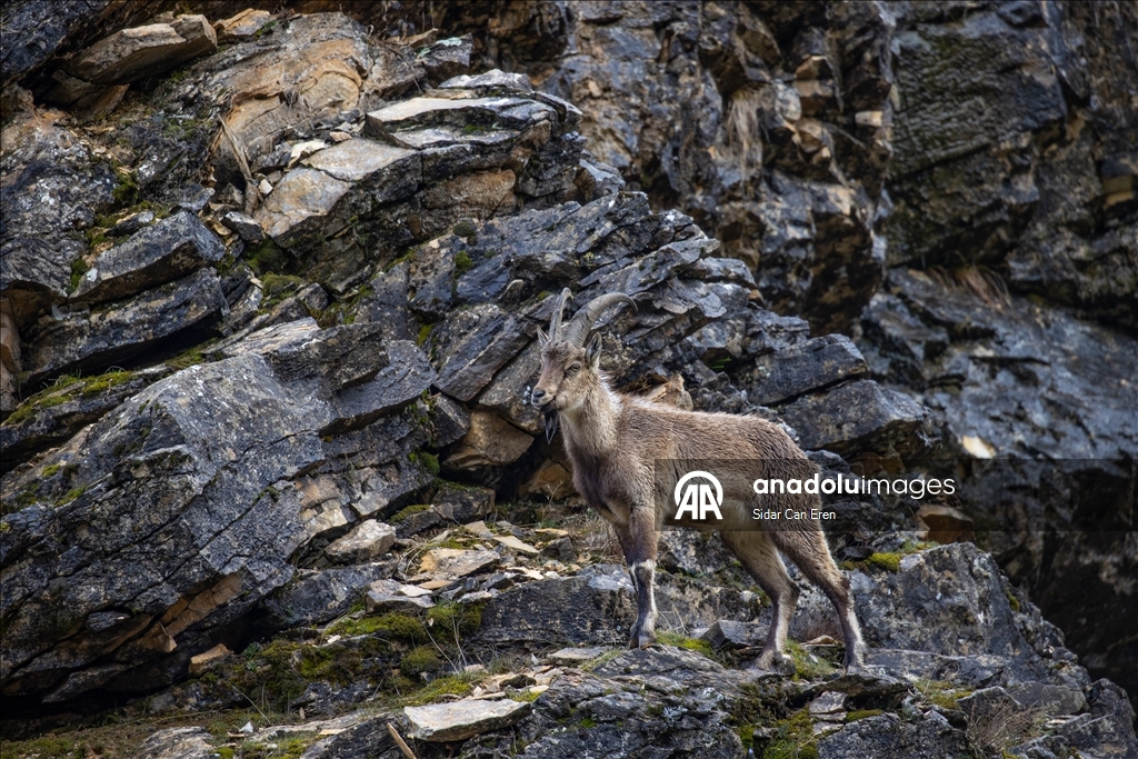 Долина Мунзур, покрытая горами и лесами, служит приютом для множества диких животных