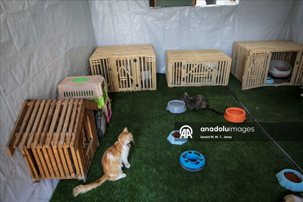Gazze'nin kuzeyinde sahipsiz kediler için barınak kuruldu