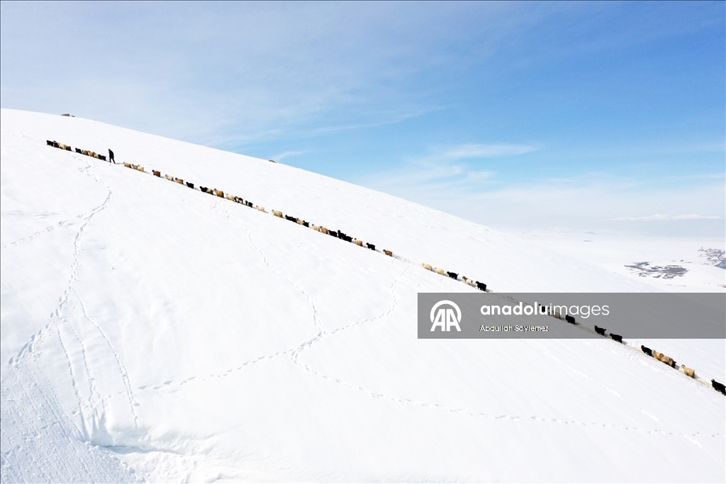 Ağrı'da küçükbaş hayvanların karlı dağlarda "tek sıra" beslenme yolculuğu