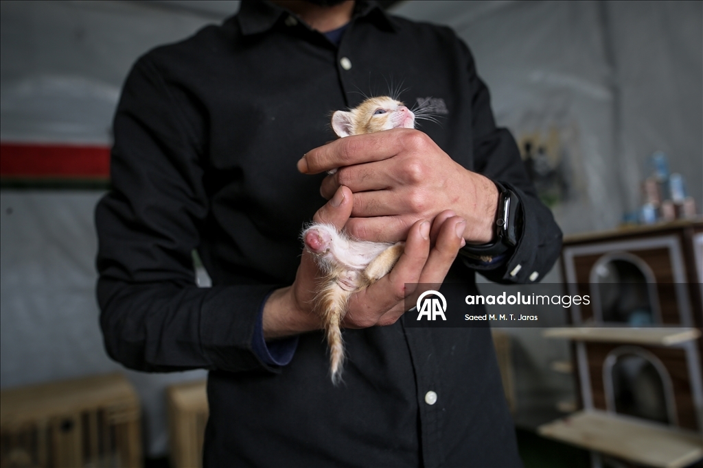 Gazze'nin kuzeyinde sahipsiz kediler için barınak kuruldu