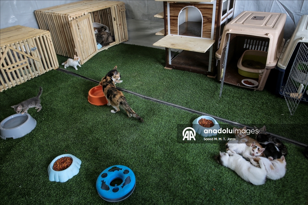 Gazze'nin kuzeyinde sahipsiz kediler için barınak kuruldu