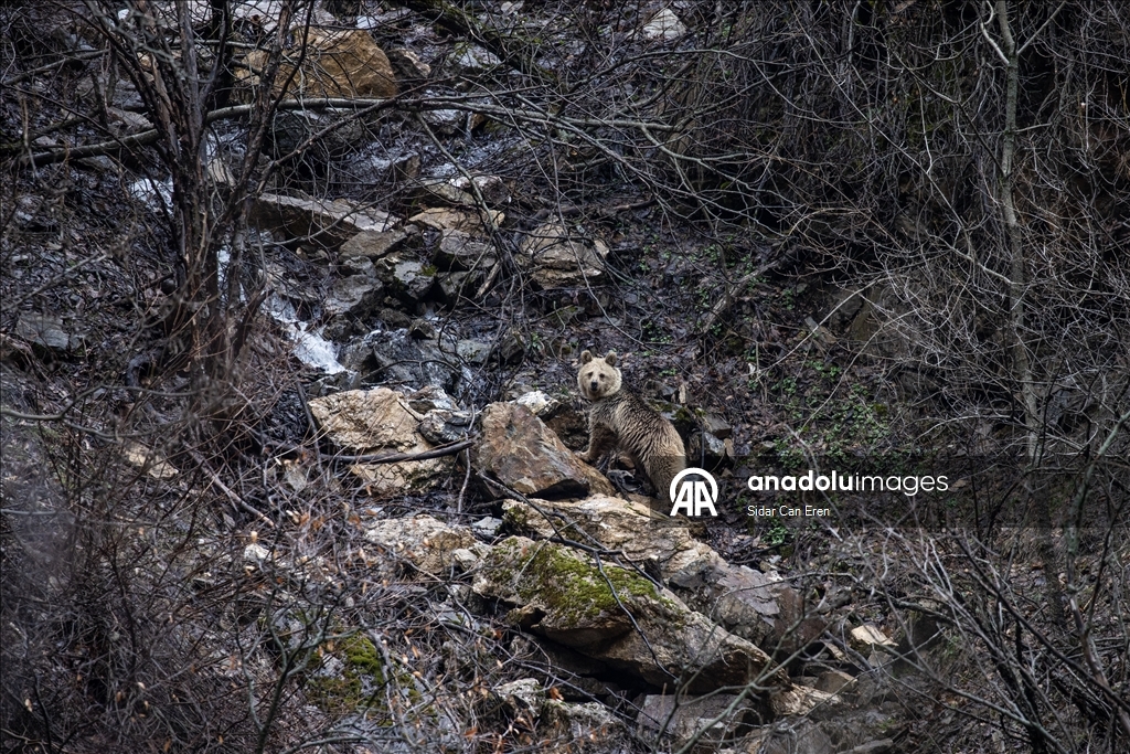 Долина Мунзур, покрытая горами и лесами, служит приютом для множества диких животных
