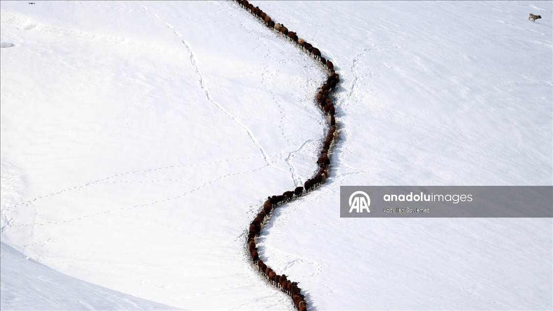 Ağrı'da küçükbaş hayvanların karlı dağlarda "tek sıra" beslenme yolculuğu